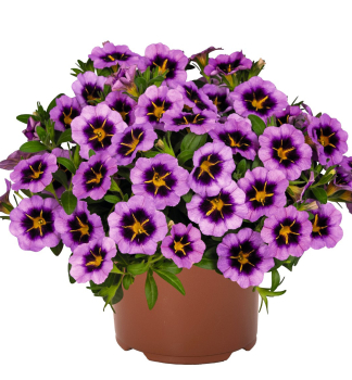 Minipet�nia poloprevisnut� �TIK TOK� GRAPE�, kont. 0,5 l