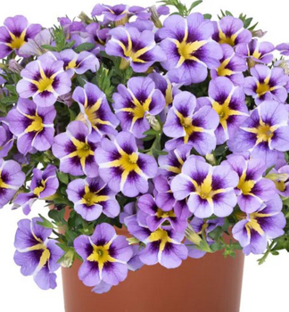 Minipet�nia poloprevisnut� �TIK TOK� SKY BLUE�, kont. 0,5 l