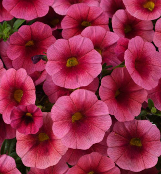 Minipet�nia poloprevisnut� �COLIBRI� MALIBU PINK�, kont. 0,5 l