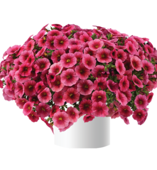 Minipet�nia poloprevisnut� �COLIBRI� MALIBU PINK�, kont. 0,5 l