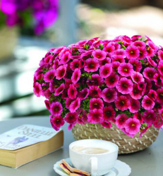 Minipet�nia poloprevisnut� �COLIBRI� MALIBU PINK�, kont. 0,5 l