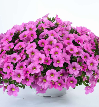 Minipet�nia poloprevisnut� �COLIBRI� PINK FLAMINGO�, kont. 0,5 l