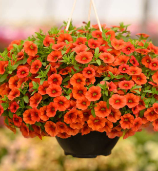 Minipet�nia poloprevisnut� �COLIBRI� TANGERINE�, kont. 0,5 l