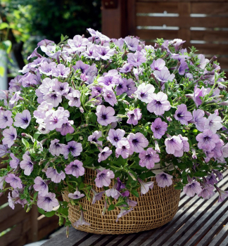 Pet�nia previsnut� �CASCADIAS� LAVENDER ICE�, kont. 0,5 l