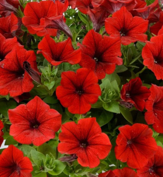 Pet�nia previsnut� �CASCADIAS� CHILLI RED�, kont. 0,5 l