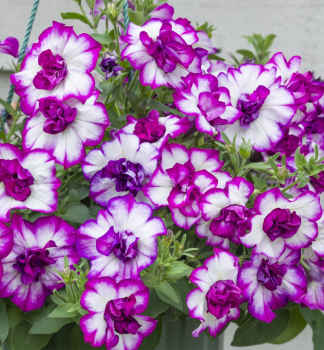 Pet�nia previsnut� �TUMBELINA� NICOLA�, kont. 0,5 l