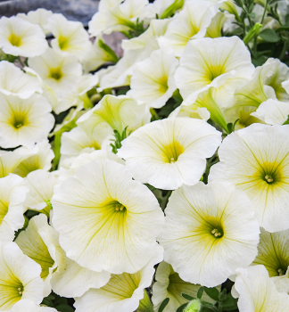 Pet�nia poloprevisnut� �PRETTYTOONIA� LEMON�, kont. 0,5 l