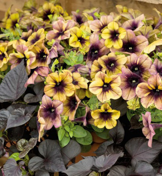 Pet�nia previsnut� �RAY� SHADOW�, kont. 0,5 l