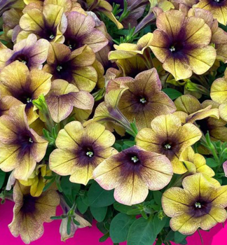 Pet�nia previsnut� �RAY� SHADOW�, kont. 0,5 l