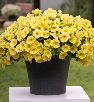 Pet�nia poloprevisnut� �CAPELLA� HELLO SUNSHINE�, kont. 0,5 l