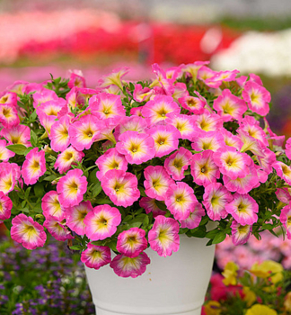 Pet�nia poloprevisnut� �CAPELLA� PINK MORN�, kont. 0,5 l