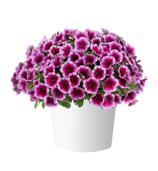 Pet�nia poloprevisnut� �CAPELLA� FUCHSIA LACE�, kont. 0,5 l