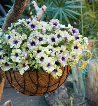 Pet�nia previsnut� �AMAZONAS� PLUM COCKATOO�, kont. 0,5 l