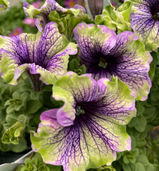 Pet�nia previsnut� �AMAZONAS� PLUM COCKATOO�, kont. 0,5 l