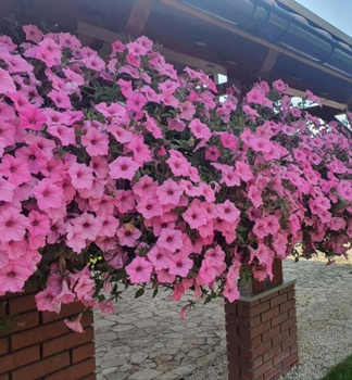 Pet�nia previsnut� �SUPERTUNIA� VISTA BUBBLEGUM�, kont. 0,5 l