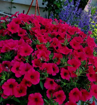 Pet�nia previsnut� �SUPERTUNIA� VISTA PARADISE�, kont. 0,5 l