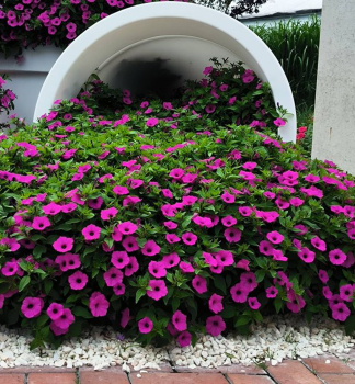 Pet�nia previsnut� �SUPERTUNIA� VISTA JAZZBERRY�, kont. 0,5 l