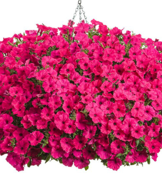 Pet�nia previsnut� �SUPERTUNIA� VISTA FUCHSIA�, kont. 0,5 l