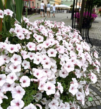 Pet�nia previsnut� �SUPERTUNIA� VISTA SILVERBERRY�, kont. 0,5 l