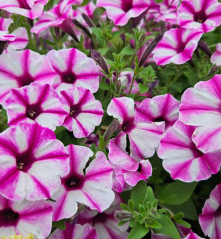 Pet�nia previsnut� �SUPERTUNIA� VISTA RASPBERRY STAR�, kont. 0,5 l