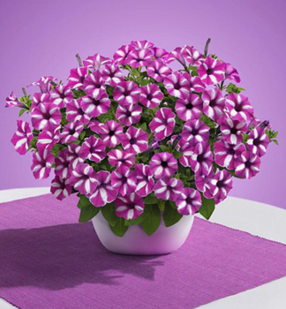 Pet�nia previsnut� �SUPERTUNIA� VISTA RASPBERRY STAR�, kont. 0,5 l
