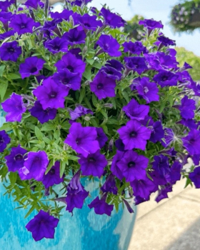 Pet�nia previsnut� �SUPERTUNIA� MINI VISTA ULTRAMARINE�, kont. 0,5 l
