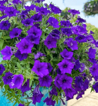 Pet�nia previsnut� �SUPERTUNIA� MINI VISTA ULTRAMARINE�, kont. 0,5 l