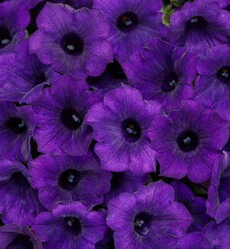 Pet�nia previsnut� �SUPERTUNIA� MINI VISTA ULTRAMARINE�, kont. 0,5 l