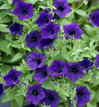 Pet�nia previsnut� �SUPERTUNIA� MINI VISTA ULTRAMARINE�, kont. 0,5 l