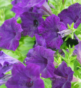 Obr�zok (9)