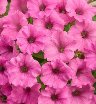 Pet�nia previsnut� �SUPERTUNIA� MINI VISTA HOT PINK�, kont. 0,5 l