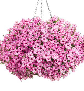 Pet�nia previsnut� �SUPERTUNIA� MINI VISTA PINK STAR�, kont. 0,5 l