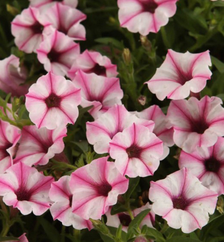 Pet�nia previsnut� �SUPERTUNIA� MINI VISTA PINK STAR�, kont. 0,5 l