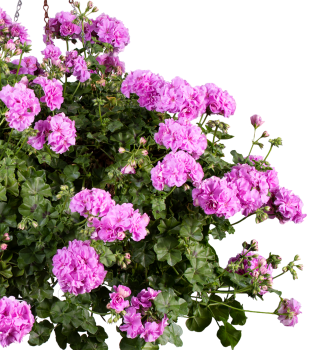 Pelarg�nia �ahav� �KITTY�, kont. 0,5 l