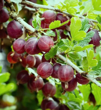 Egre� kr�kov� rezistentn� �ACHILLES� 20-30 cm, kont. 2 l