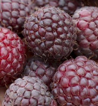 Malina �erven� remontantn� �MALLING PASSION� 20-30 cm, kont. 2 l