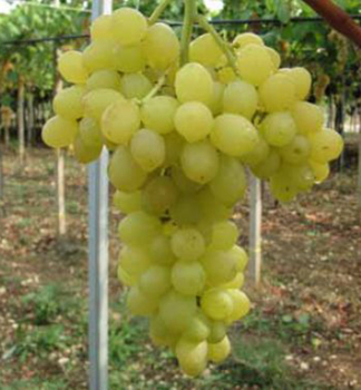 Vini� stolov� bezsemenn� �REGAL SEEDLESS� 30-40 cm, kont. 2 l