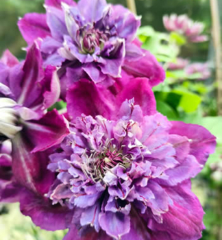 Plamienok ve�kokvet� �BIRTHDAY GIRL� 40-50 cm, kont. 2 l