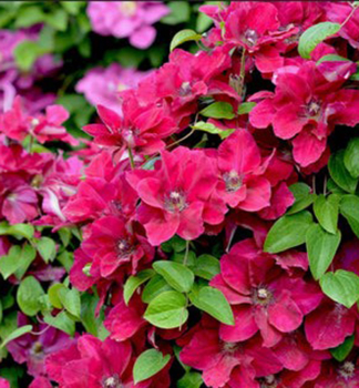 Plamienok ve�kokvet� �ZOSIA� 40-50 cm, kont. 2 l