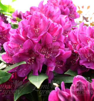 Obr�zok (7)
