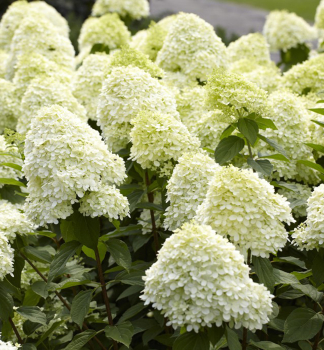 Hortenzia metlinat� �MAGICAL MONT BLANC�� 30-40 cm, kont. 2 l