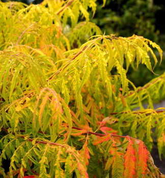 Sumach p�lkov� �TIGER EYES�� 40-50 cm, kont. 5 l