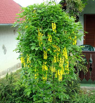 �tedrec alp�nsky �PENDULUM� na kmienku 120 cm, kont. 10 l