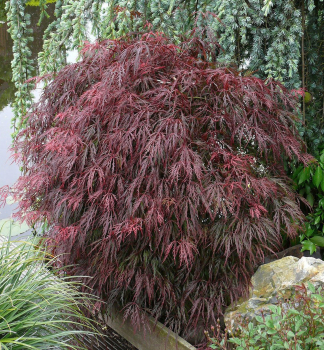 Javor dla�ovitolist� �RED FEATHERS� na kmienku 60 cm, kont. 5 l