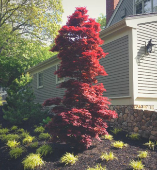 Javor dla�ovitolist� �TWOMBLY�S RED SENTINEL� 40-50 cm, kont. 3 l