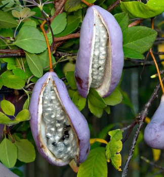 Ak�bia trojlalo�n� (�okol�dov� vini�) 40-50 cm, kont. 2 l