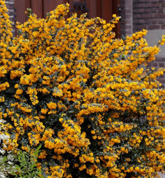 Dr�� lologsk� �APRICOT QUEEN� 50-60 cm, kont. 4,5 l