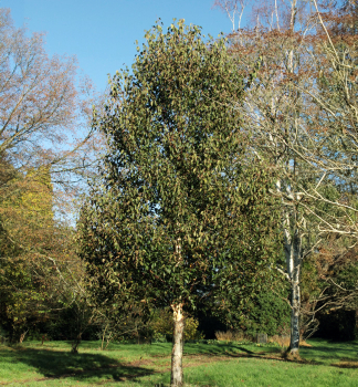 Breza ��nska �FASCINATION� 250-270 cm, kont. 3 l