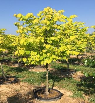 Jud�ovec kanadsk� �HEARTS OF GOLD�� na kmienku 120 cm, kont. 12 l