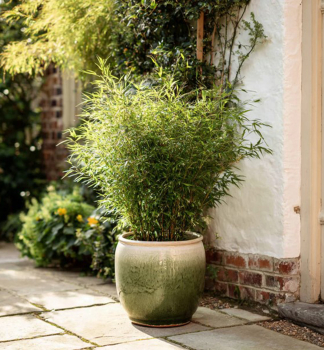 Bambus leskl� �GANSU� 50-60 cm, kont. 5 l